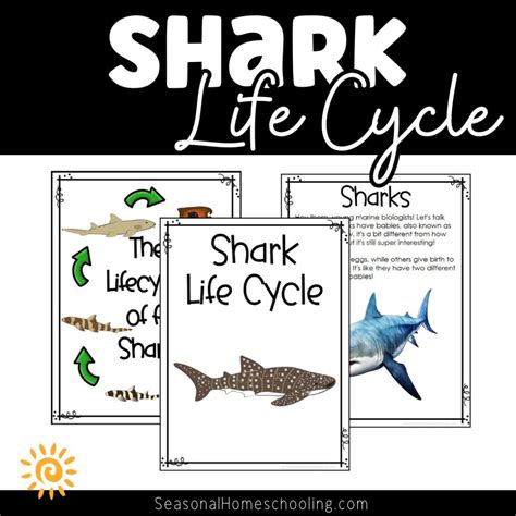 Shark Life Cycle Lessons