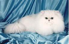 ebay gatti persiani gatto persiano chinchilla prezzo trattamento marmo cucina ebay gatti persiani gatto persiano chinchilla prezzo trattamento marmo cucina