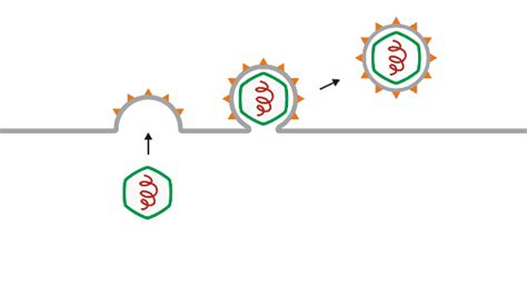 Image result for How Do Viruses Work