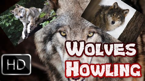 Image result for Wolves Howling Ten Hours