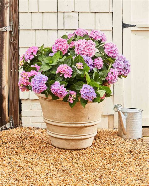 26 Ways to Grow Hydrangeas in Containers