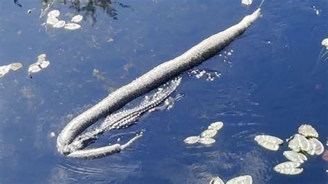 Image result for Alligator vs Python Nat Geo Wild