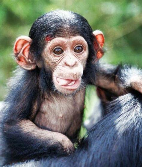 Image result for Monkey Using Computer Meme