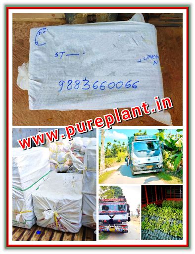 PURE PLANT NURSERY
