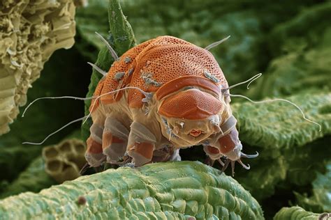 Water Bear Behavior at Marilyn Stumpf blog