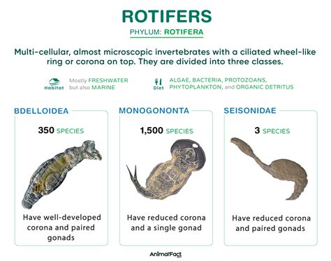 Rotifer - Examples, Classification, Characteristics, & Pictures