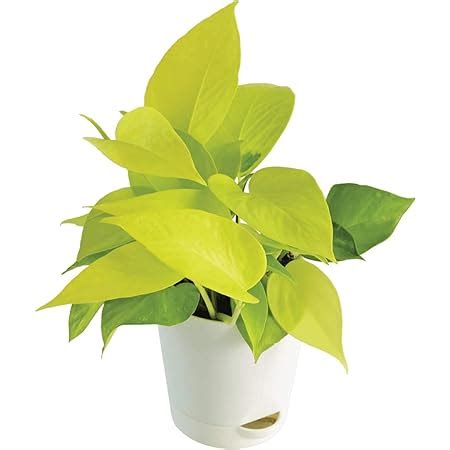 Ugaoo Golden Money Plant with Self Watering Flower Pot, Pot Height 4 ...