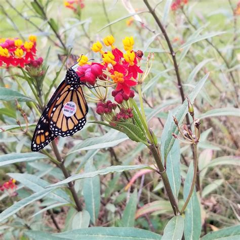 How to Grow Monarch Caterpillars from Eggs to Butterflies Indoors ...