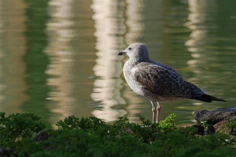 Wildlife In Rome Photos, Download The BEST Free Wildlife In Rome Stock Photos & HD Images