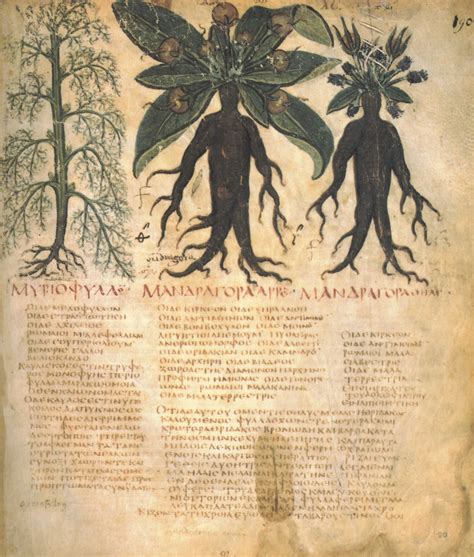 mandrake | Medieval, Herbalism, Medieval art