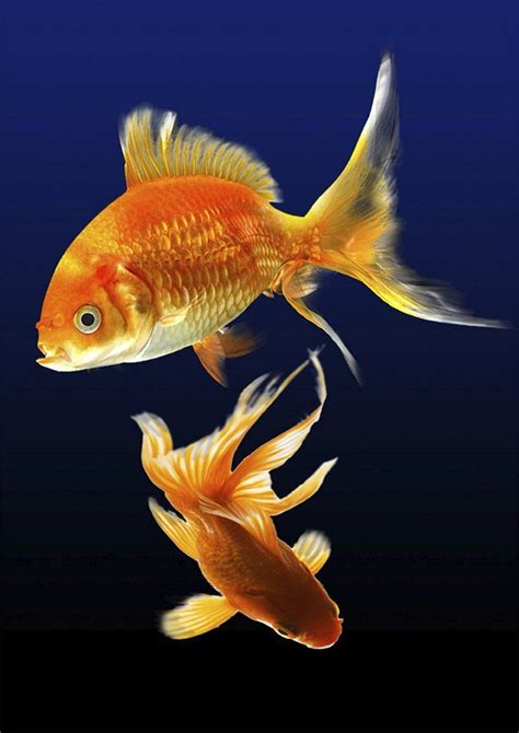Image result for Fish Key Script Code
