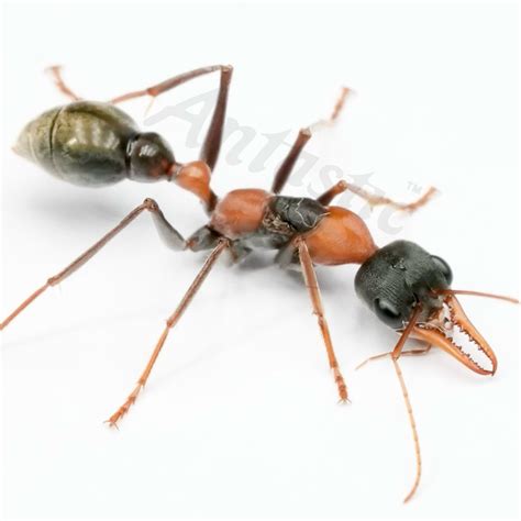 Queen Ants Size Buy Queen Ants For Sale | Live Queen Ants | AntopiaUSA
