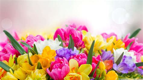 Spring Flower Background Free 的图像结果