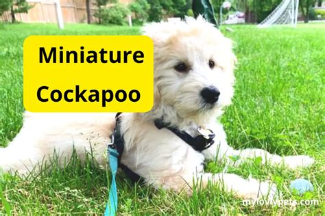 Image result for Mini Cockapoo