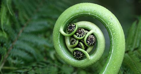 Image result for Alien Animal Biology