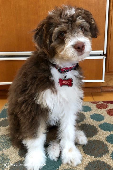 Aussiedoodle Full Grown