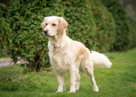 Golden Retrievers | Description, Care, Nutrition & more!