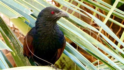Birding from the balcony: 10 birds you can spot in Bengaluru right now ...