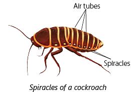 Animals: Feeding Habits Class 3 Notes Science Free PDF