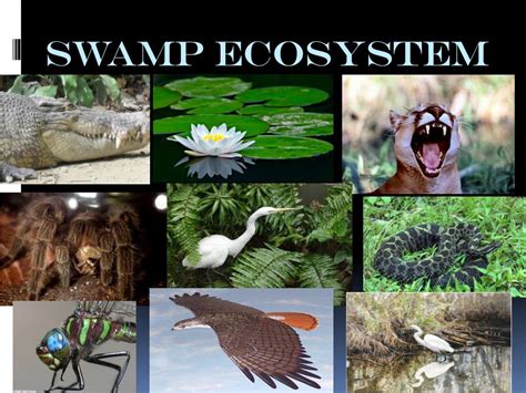 Swamp Biome 的图像结果