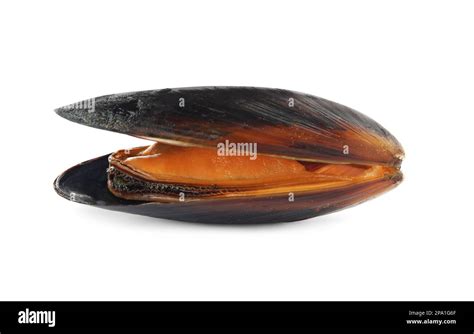 Image result for Is Mussel Is Bad When Is Open