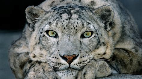 🔥 [60+] Snow Leopard Wallpapers | WallpaperSafari