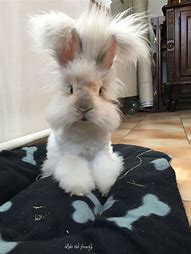 Image result for Baby Angora Rabbits