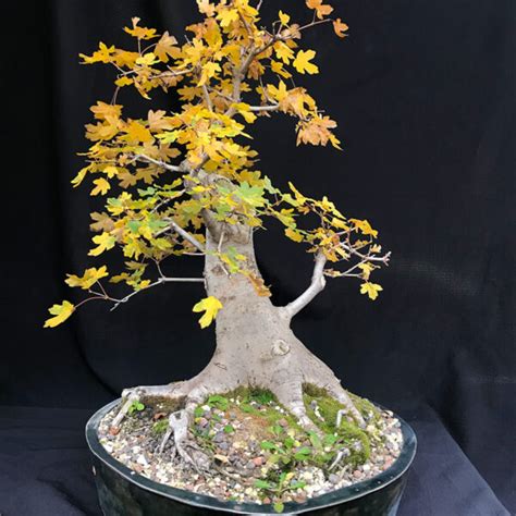 Bonsai – Bonsai Atelje Nešić