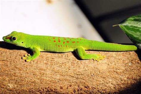 Giant Madagascan Day Gecko