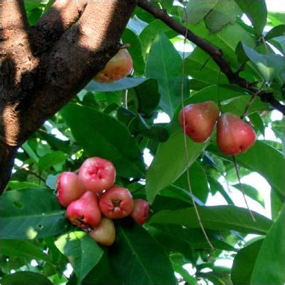 Mphmi Live Plant Nursery NCR Lives Plants Jambu, White Guava, love ...