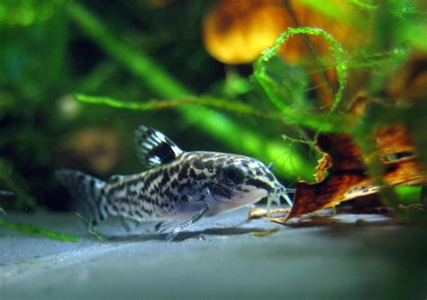 Habrosus Corydoras - A Comprehensive Care Guide – Intan Growel