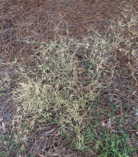 30% Vinegar Natural Weed Killer – Case – Stone Brothers