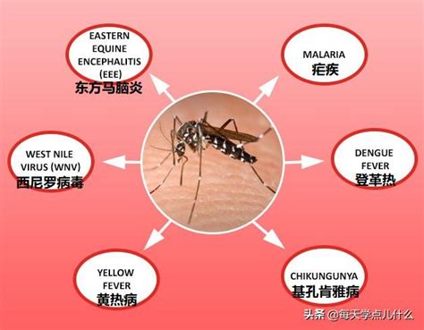 靠谱驱蚊攻略：4中驱蚊成分分析，10点防蚊建议。 - 知乎