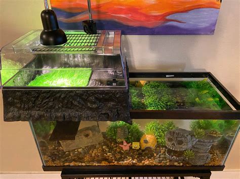 Setting Up a Turtle Tank 的图像结果