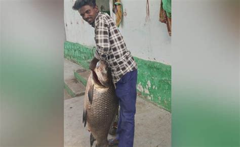ಕೃಷ್ಣ ನದಿಯಲ್ಲಿ ಮೀನುಗಾರನ ಬಲೆಗೆ ಬಿದ್ದ 26. ಕೆ.ಜಿಯ ಮೀನು | 26. kg fish ...