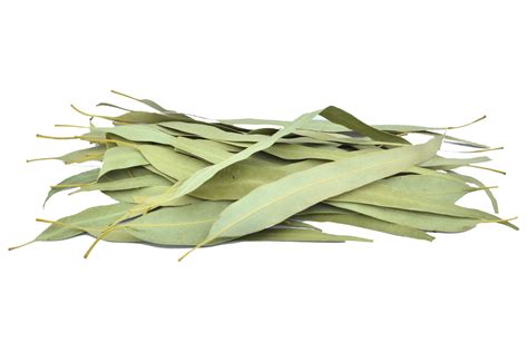 Organic Eucalyptus Leaves(Dried) – GreenDNA® India