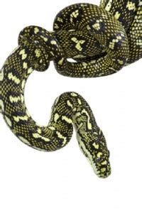 Image result for Diamond Python Snake Habitat