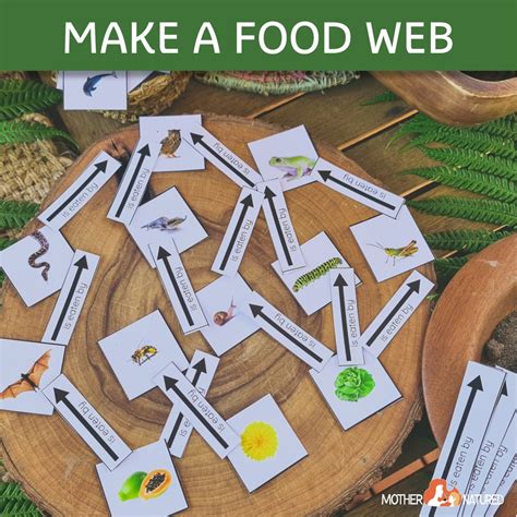 Image result for Create a Food Web