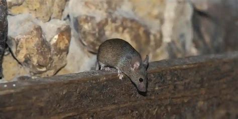 Attic Pest Control 的图像结果