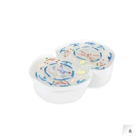Buy Vision Scientific VAA510 Animal Mitosis 3D Model | 9 Stage Mitosis ...
