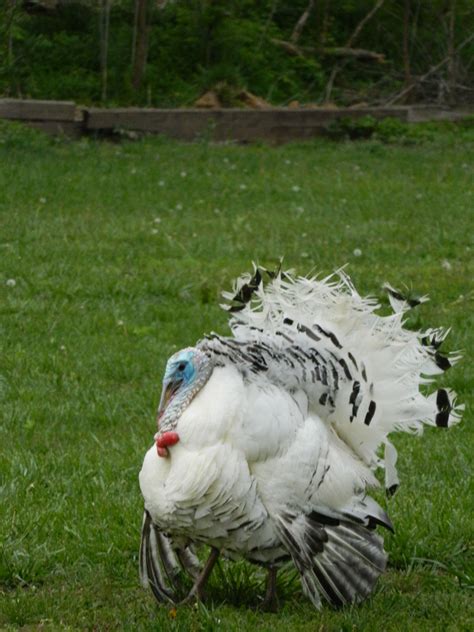 15 tips for adding royal palm turkeys to your flock – Artofit
