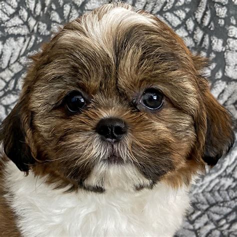 Shih-Tzu Puppy for Sale - Heavenly Puppies
