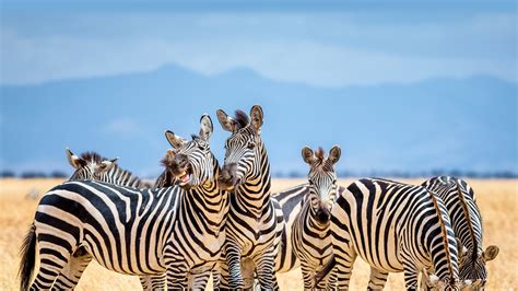 Bing Zebra Wallpaper 的图像结果