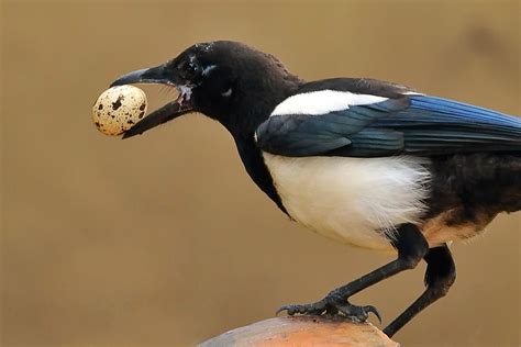 The Ultimate Guide To What Birds Eat Eggs And Why