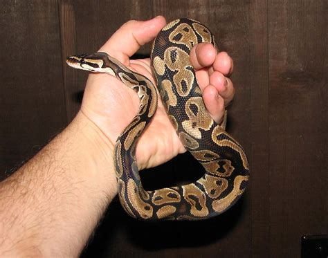 Image result for Ball Python India