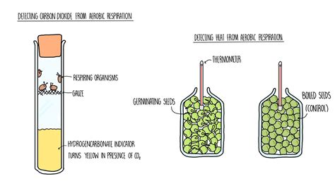 Free Science Lessons Respiration 的图像结果