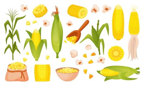 Corn plants spikelets corns cobs and grains farm market product ...