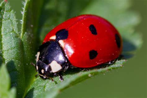 12 Types of Ladybugs Found In North Carolina! (ID GUIDE) - Bird Watching HQ