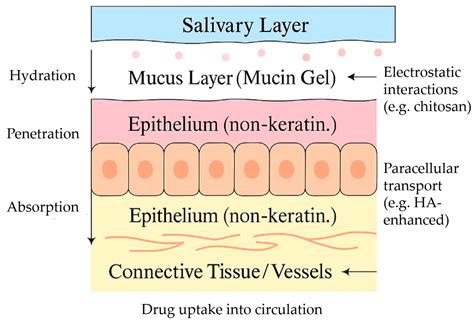 Targeting the Oral Mucosa: Emerging Drug Delivery Platforms and the ...