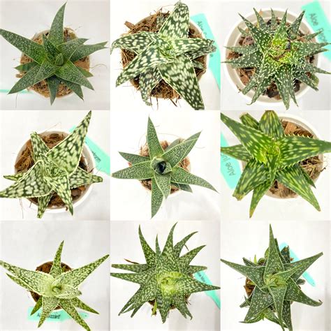 Collections – Dream Green